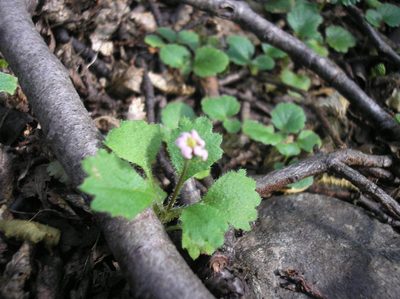 Lagenophora hariotii, photographed by Anabela Plos