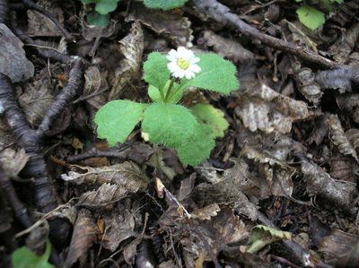 Lagenophora hariotii, photographed by Anabela Plos
