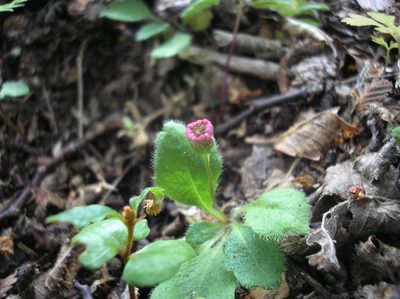 Lagenophora hariotii, photographed by Anabela Plos