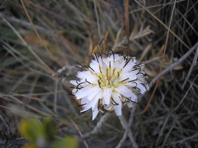 Hypochaeris incana, photographed by Anabela Plos