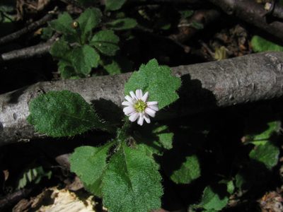 Lagenophora hariotii, photographed by Anabela Plos