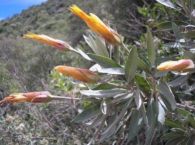 Mutisia kurtzii, photographed by Anabela Plos
