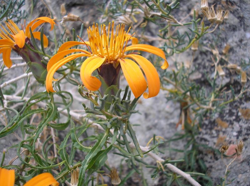Mutisia subspinosa, photographed by Anabela Plos