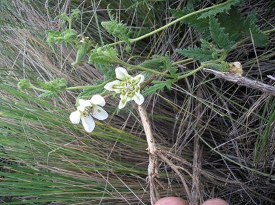 Caiophora clavata, photographed by Anabela Plos