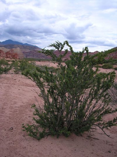 Bulnesia schickendantzii, photographed by Anabela Plos