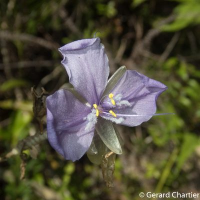 Murdannia macrocarpa, photographed by Gerard Chartier