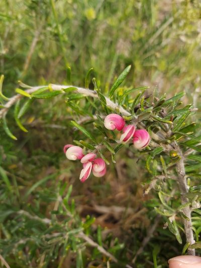 Grevillea lanigera, photographed by Tim