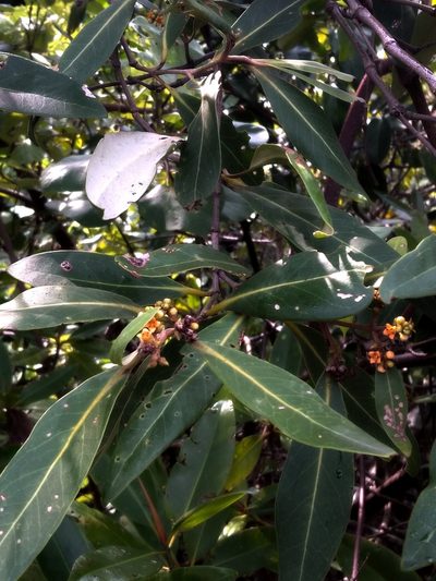 Avicennia alba, photographed by Abu Hamas