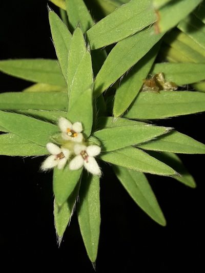 Pimelea tomentosa, photographed by naturewatchwidow