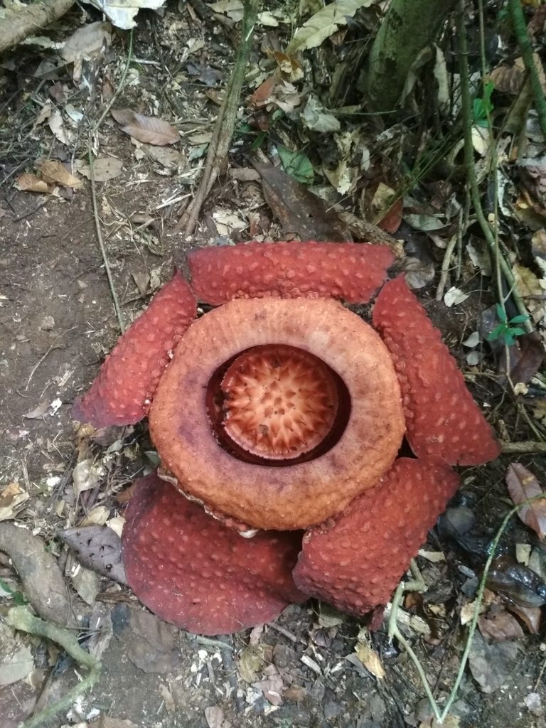 Rafflesia tuan-mudae, photographed by Daniel Krsek