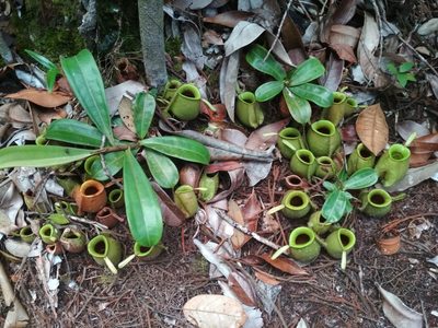 Nepenthes ampullaria, photographed by Daniel Krsek