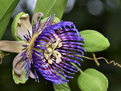 Passiflora laurifolia, photographed by Nasser Halaweh