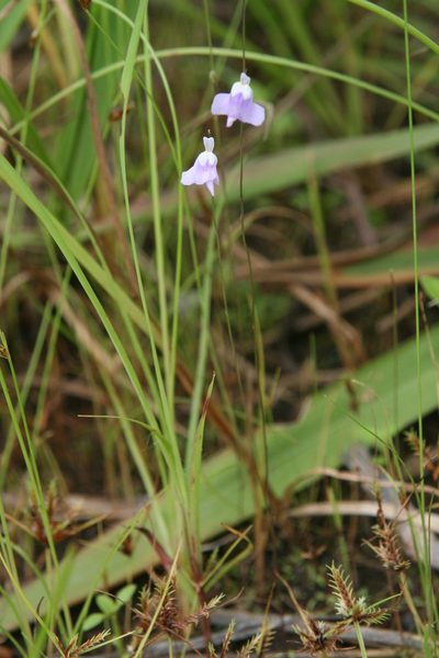 Utricularia geoffrayi, photographed by Oleg Kosterin