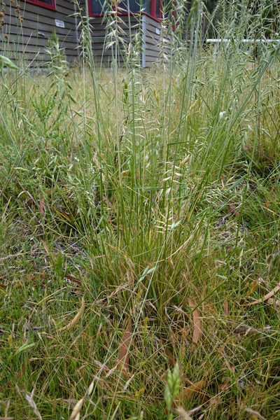 Australopyrum pectinatum, photographed by Jon Sullivan
