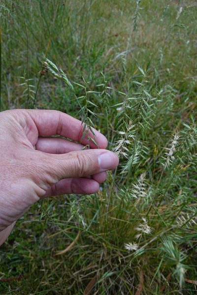 Australopyrum pectinatum, photographed by Jon Sullivan