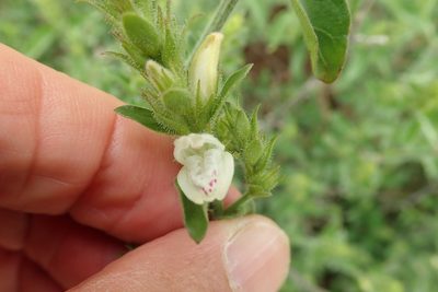 Isoglossa glandulosissima, photographed by Peter Warren