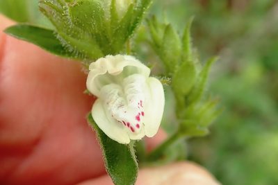 Isoglossa glandulosissima, photographed by Peter Warren