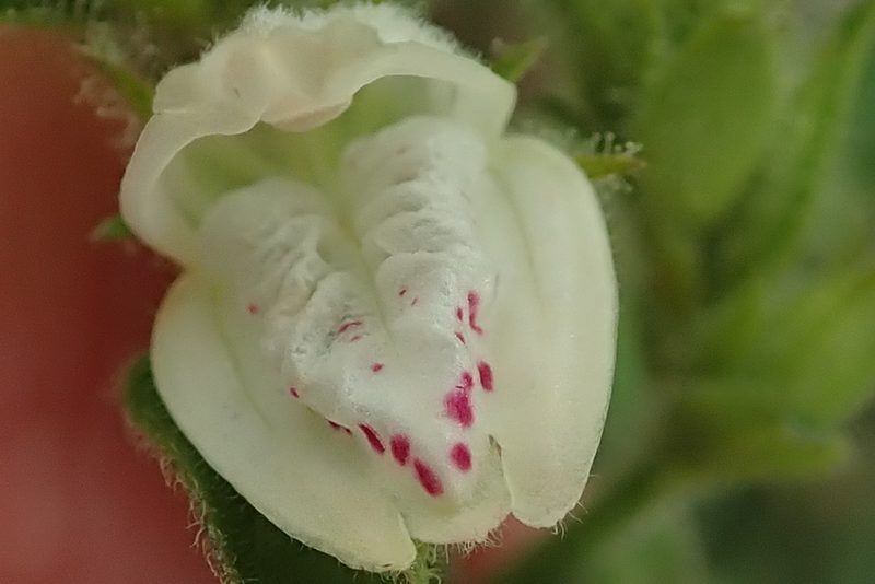 Isoglossa glandulosissima, photographed by Peter Warren