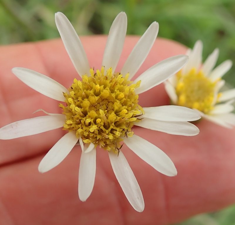 Afroaster pleiocephalus, photographed by Peter Warren