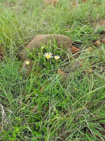 Afroaster pleiocephalus, photographed by Peter Warren
