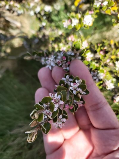 Nematolepis ovatifolia, photographed by Tim