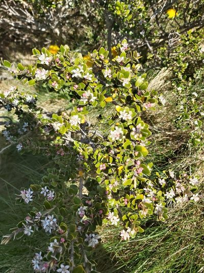 Nematolepis ovatifolia, photographed by Tim