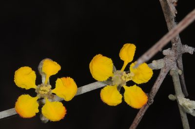 Tricomaria usillo, photographed by aacocucci