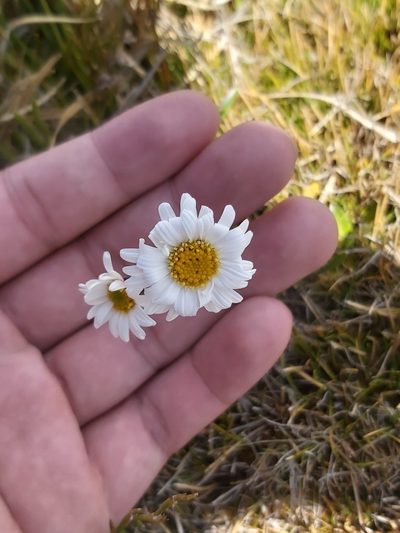 Brachyscome scapigera, photographed by Tim