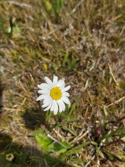 Brachyscome scapigera, photographed by Tim