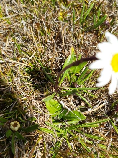 Brachyscome scapigera, photographed by Tim