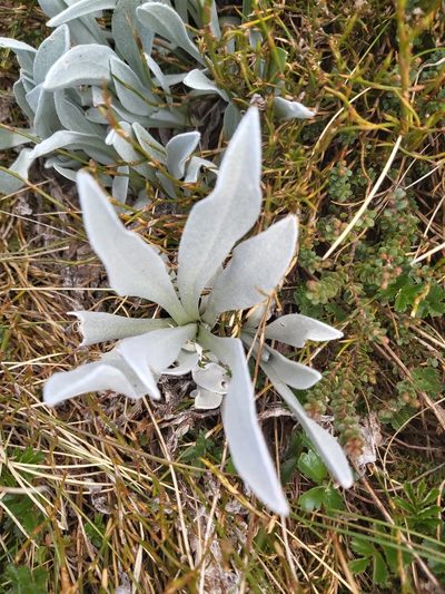 Craspedia maxgrayi, photographed by Tim
