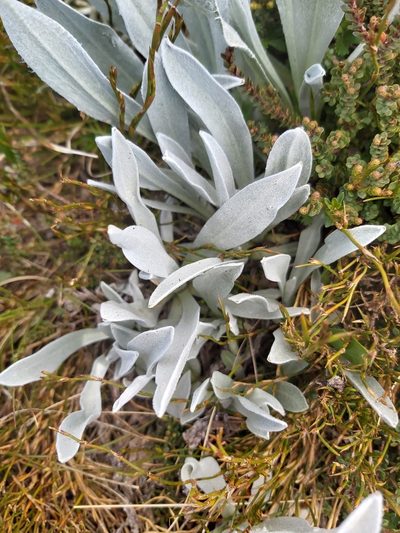 Craspedia maxgrayi, photographed by Tim
