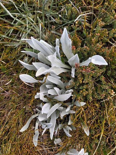 Craspedia maxgrayi, photographed by Tim