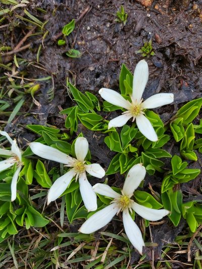 Psychrophila introloba, photographed by Tim