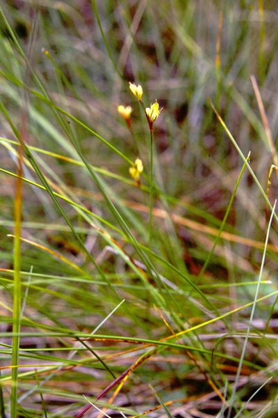 Juncus stygius, photographed by Allan Harris