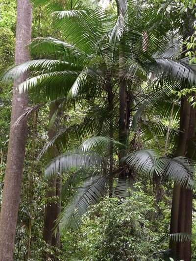 Oncosperma horridum, photographed by Nasser Halaweh