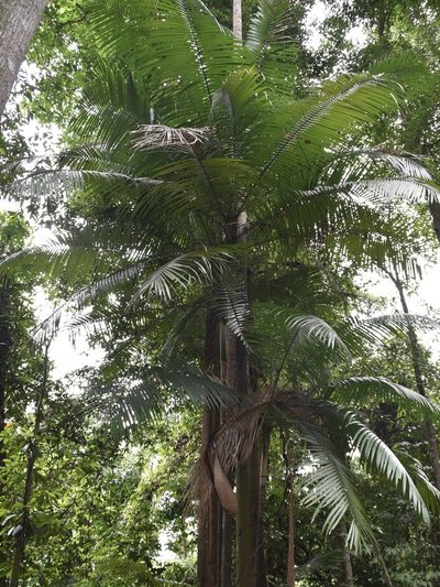 Oncosperma horridum, photographed by Nasser Halaweh