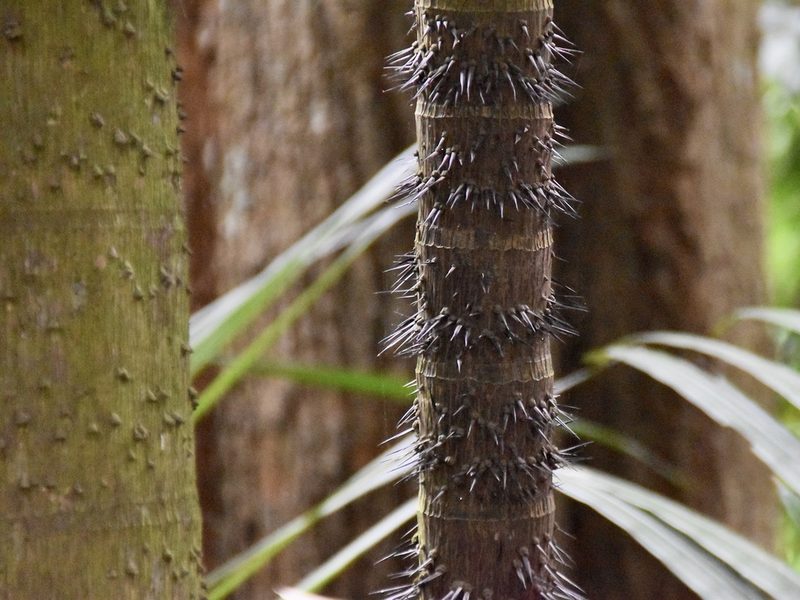 Oncosperma horridum, photographed by Nasser Halaweh