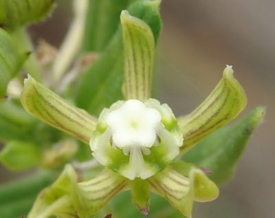 Schizoglossum cordifolium, photographed by Nicola van Berkel