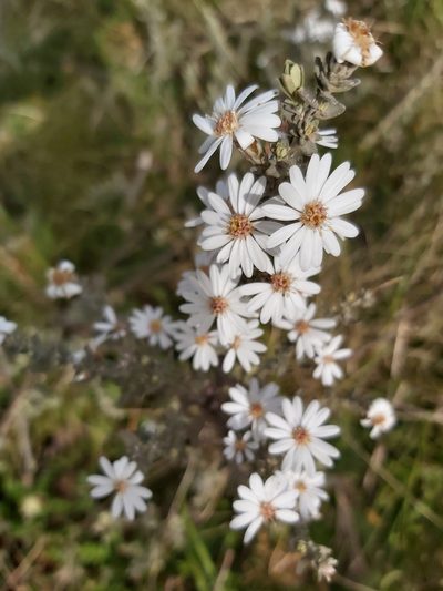 Olearia brevipedunculata, photographed by Tim