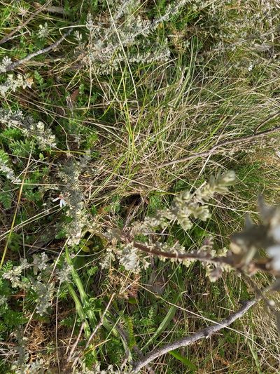 Olearia brevipedunculata, photographed by Tim