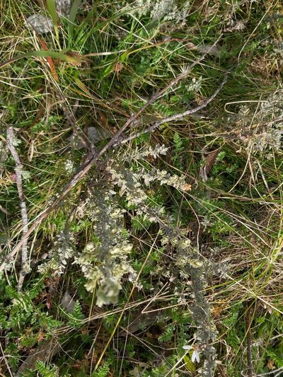 Olearia brevipedunculata, photographed by Tim