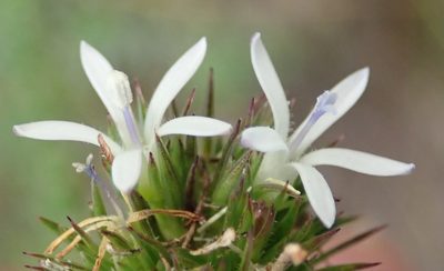 Wahlenbergia desmantha, photographed by Nicola van Berkel