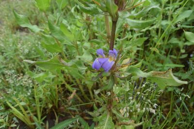 Hygrophila auriculata, photographed by S.MORE