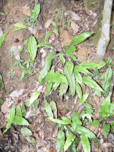 Tectaria singaporiana, photographed by Nasser Halaweh