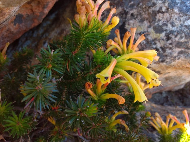 Erica quadrisulcata, photographed by Seth Musker
