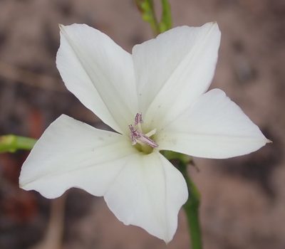 Convolvulus capensis, photographed by Nicola van Berkel