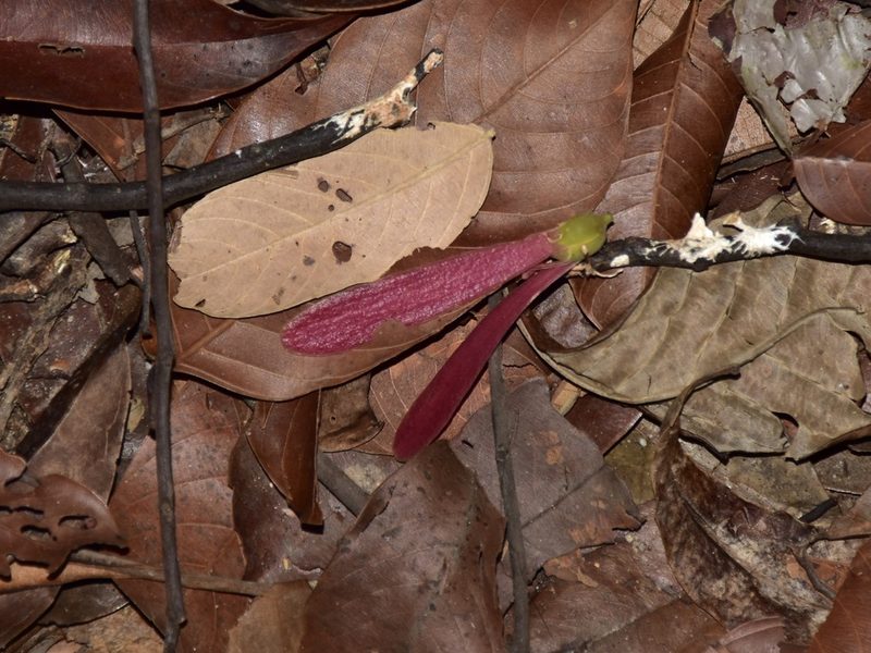 Rubroshorea curtisii, photographed by Nasser Halaweh