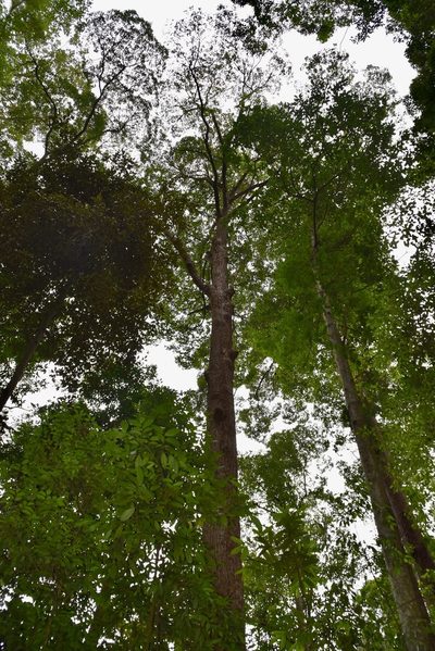 Rubroshorea curtisii, photographed by Nasser Halaweh