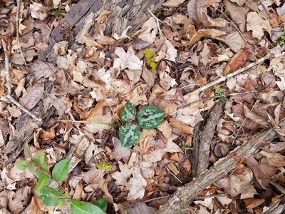 Trillium reliquum, photographed by Daniel McClosky
